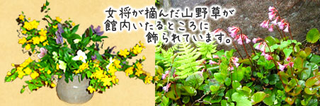 女将の摘んだ山野草